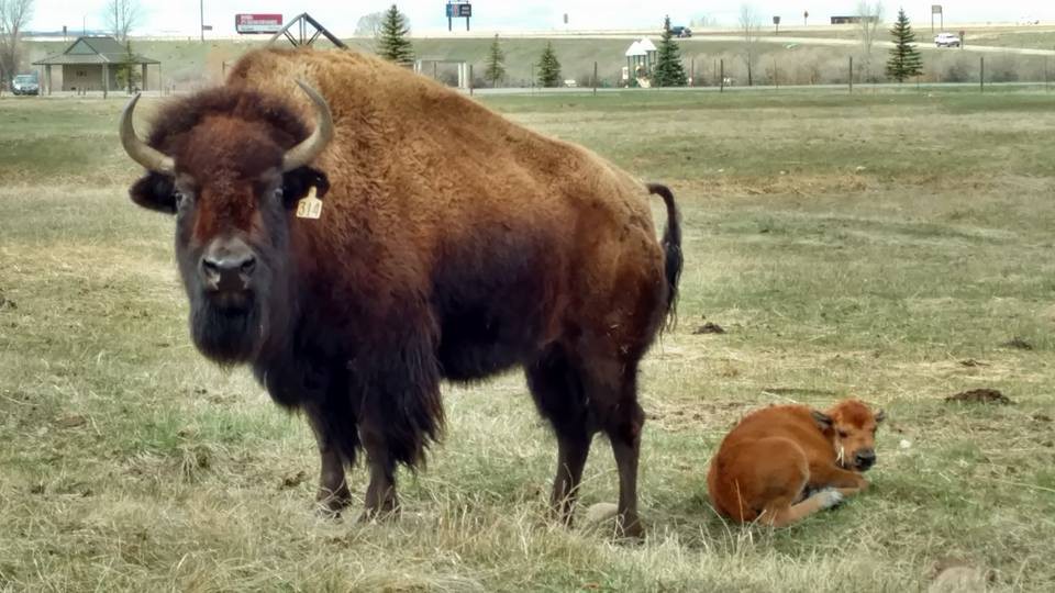 bear-river-3rd-bison-calf-2016